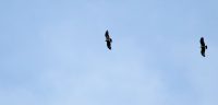 condor flight chonta (4)