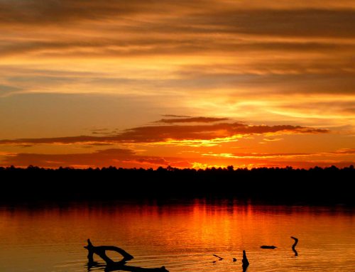 Tour Manu National Park 4 Days / 3 Nights